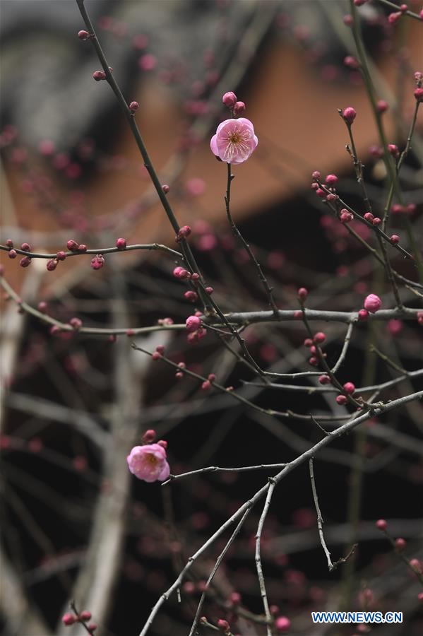 CHINA-HANGZHOU-PLUM BLOSSOMS (CN)