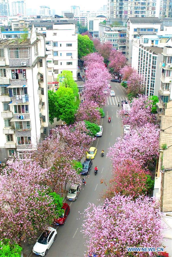 #CHINA-GUANGXI-LIUZHOU-FLOWERS (CN)