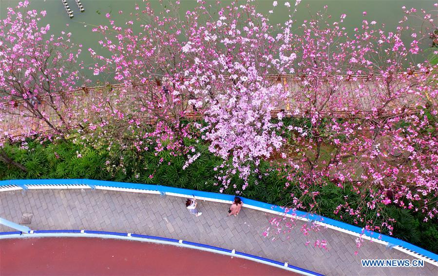 #CHINA-GUANGXI-LIUZHOU-FLOWERS (CN)