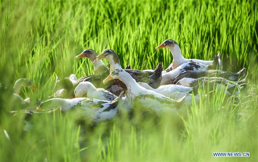 CHINA-JILIN-HUINAN-GREEN AND ORGANIC AGRICULTURE (CN)