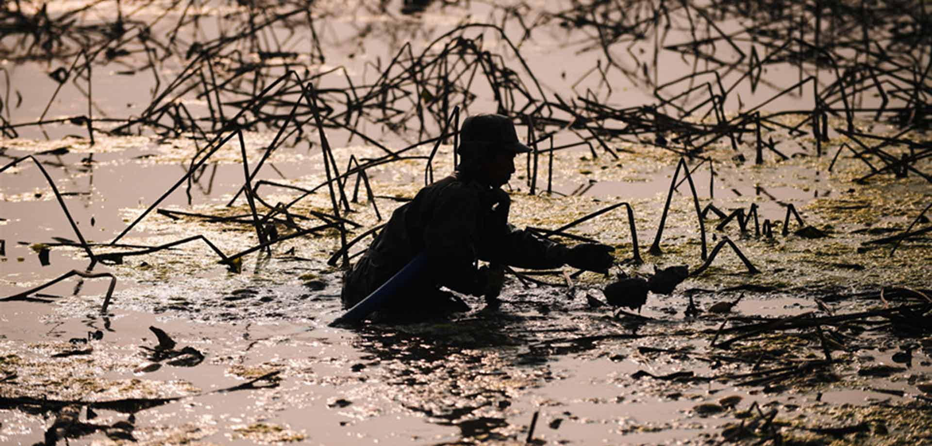 【顯影中國】快樂挖藕人 泥里淘&ldquo;金&rdquo;忙