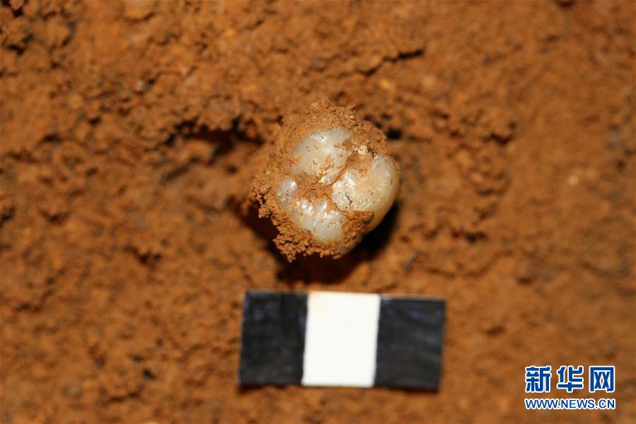 (圖文互動(dòng))(4)科學(xué)家成功從190萬(wàn)年前巨猿化石中提取到遺傳物質(zhì)