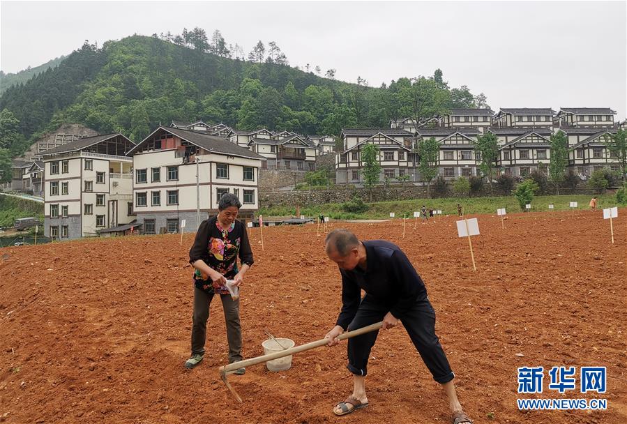 (決戰決勝脫貧攻堅·圖文互動)(1)一分菜園穩“心遷”