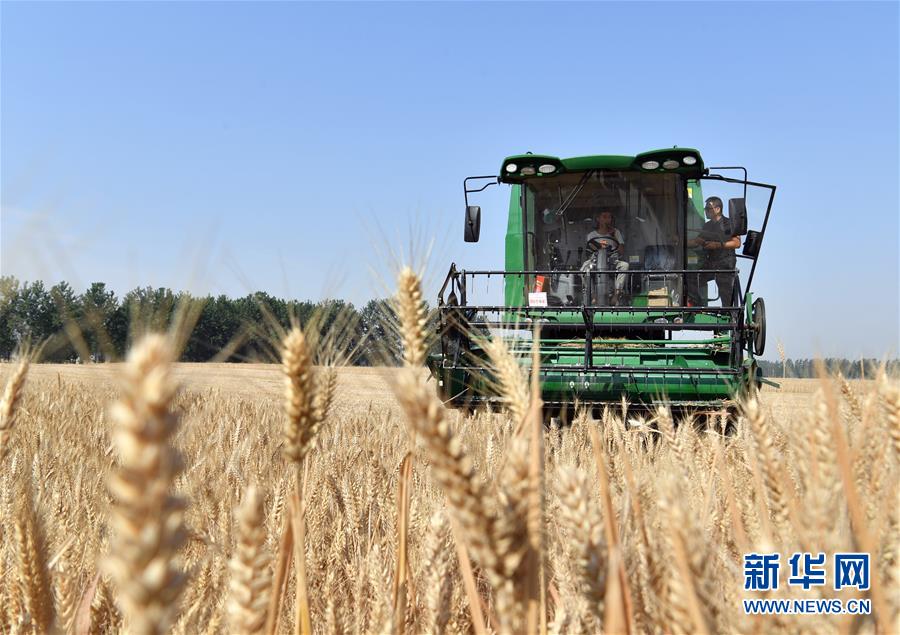 （關注三夏&middot;圖文互動）（5）麥田&ldquo;后浪&rdquo;的農事新說