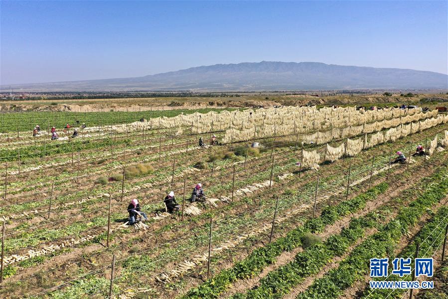 (新華全媒頭條·走向我們的小康生活·圖文互動)(8)23萬人的命運轉折——我國最大易地生態移民安置區的脫貧密碼