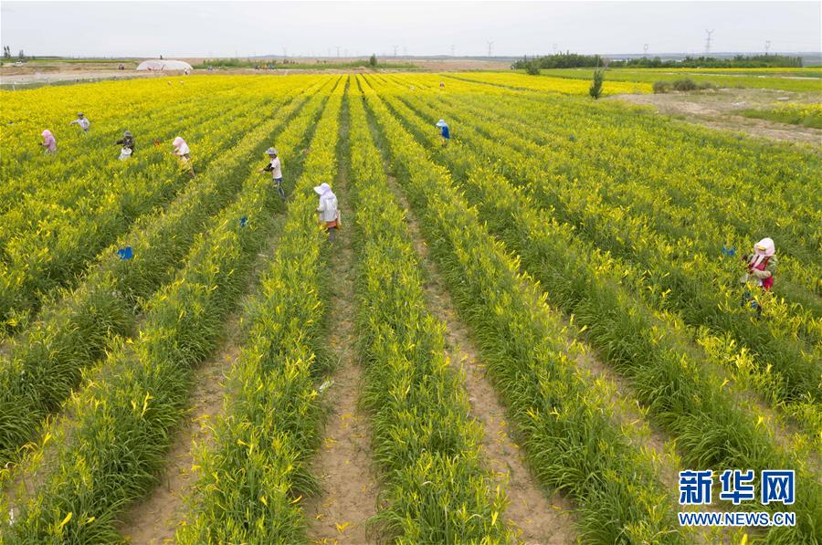 (新華全媒頭條·走向我們的小康生活·圖文互動)(11)23萬人的命運轉折——我國最大易地生態移民安置區的脫貧密碼