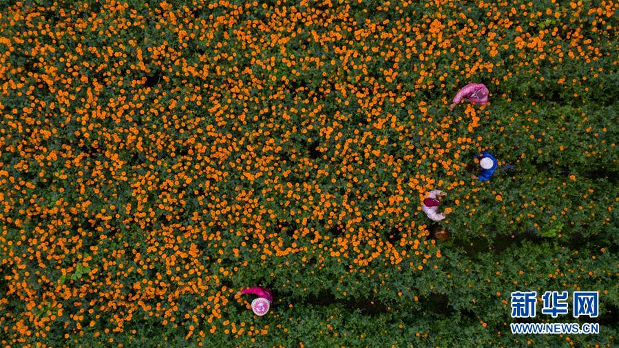 (圖文互動)(2)幸福花開——高黎貢山下“萬畝花海”帶富美麗鄉村