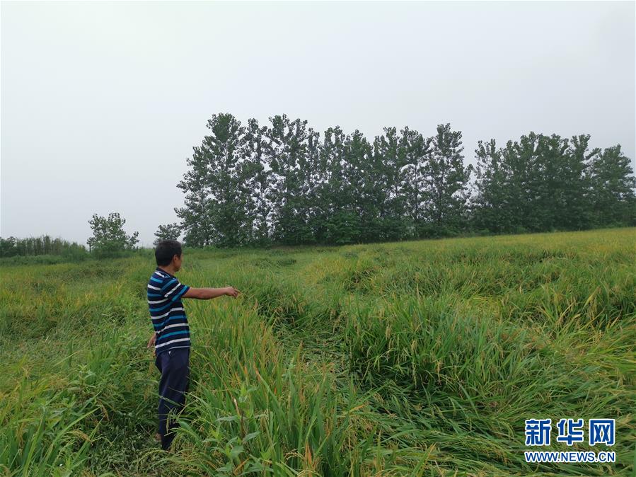 （新華視點(diǎn)&middot;聚焦餐桌外的浪費(fèi)&middot;圖文互動(dòng)）（2）顆粒歸倉為何難實(shí)現(xiàn)？我國(guó)糧食收割環(huán)節(jié)損失驚人