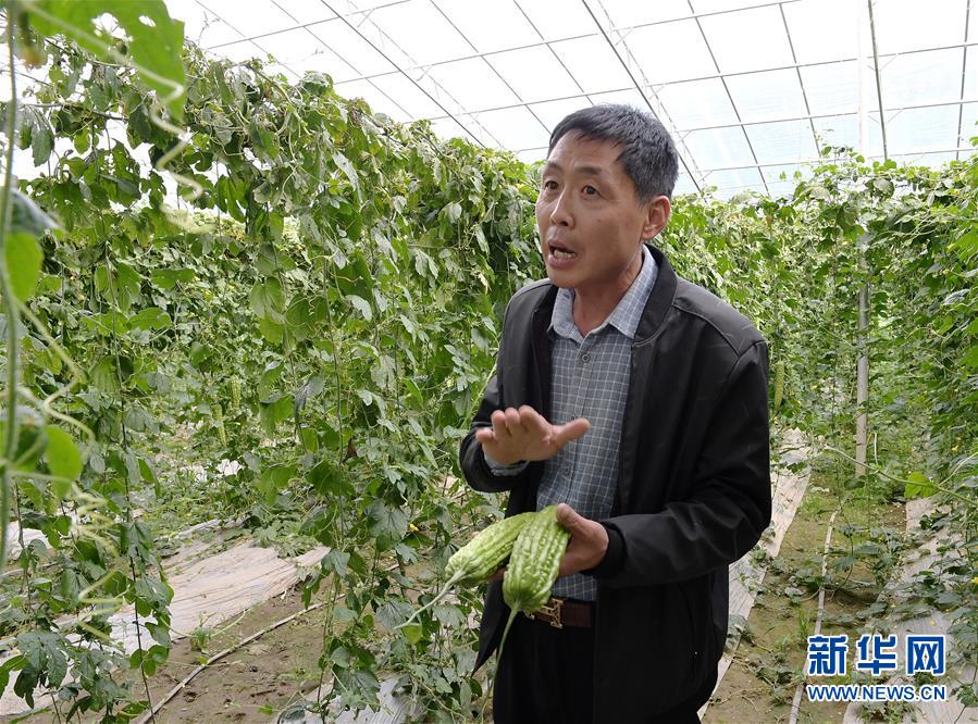 （走向我們的小康生活&middot;決戰(zhàn)決勝脫貧攻堅&middot;圖文互動）（4）高原喜見&ldquo;壽光綠&rdquo;&mdash;&mdash;&ldquo;世界屋脊&rdquo;上的蔬菜發(fā)展奇跡