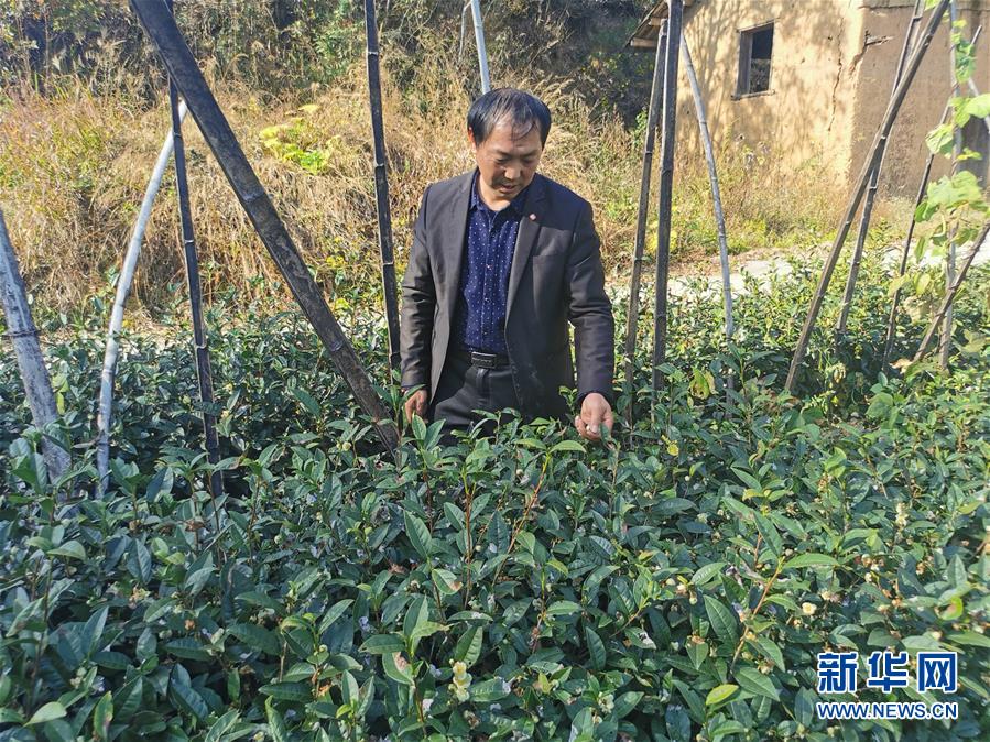 （決戰決勝脫貧攻堅&middot;圖文互動）（2）咬定&ldquo;茶&rdquo;山不放松&mdash;&mdash;安徽大別山區石佛村依靠茶產業脫貧致富見聞