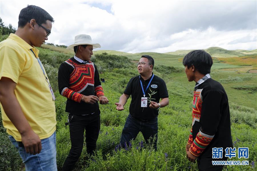 （鄉村振興&middot;圖文互動）（4）涼山深處有&ldquo;黃金&rdquo;