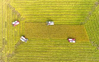 湖南雙峰：農機合作社收割機集團作業搶收晚稻