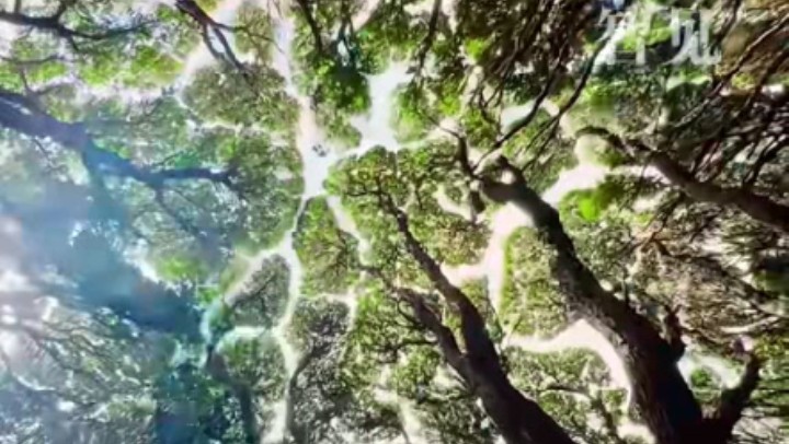 樹木為何會相互“禮讓”？