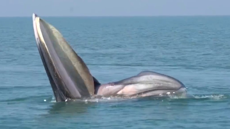 罕見！布氏鯨首次主動靠近科研船