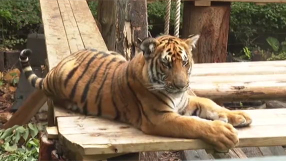 廣東廣州：華南虎雙胞胎 吃著&ldquo;元宵&rdquo;過佳節