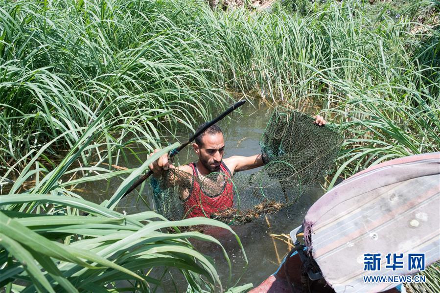 (國際·圖文互動(dòng))(4)從尼羅河畔到中國餐桌——一只“洋”小龍蝦的36小時(shí)旅程